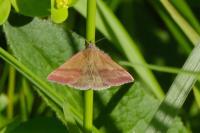 Phytometra viridaria