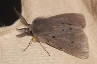 Diaphora mendica