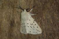 Spilosoma lubricipeda