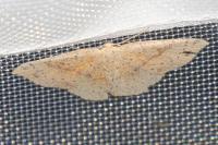 Cyclophora porata