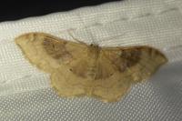 Idaea degeneraria