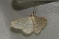 Idaea subsericeata
