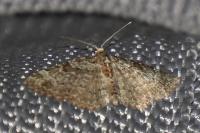 Pasiphila chloerata