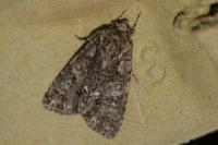Acronicta rumicis
