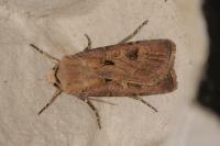 Agrotis exclamationis