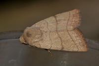 Charanyca trigrammica