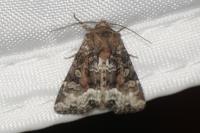 Oligia strigilis/versicolor