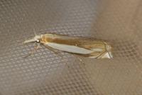 Crambus pascuella