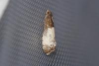 Notocelia cynosbatella