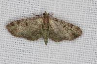Pasiphila rectangulata