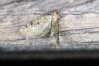 Pasiphila rectangulata