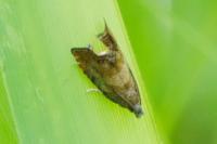 Dichrorampha