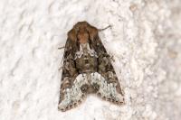 Oligia strigilis/versicolor