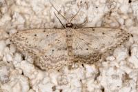 Idaea seriata