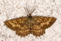 Ematurga atomaria