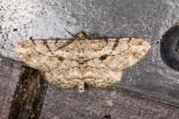 Peribatodes rhomboidaria