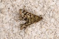 Chiasmia clathrata