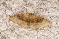 Idaea degeneraria
