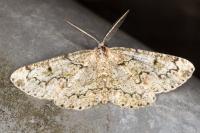 Cleorodes lichenaria