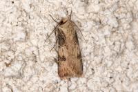 Agrotis puta