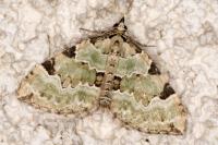 Colostygia pectinataria