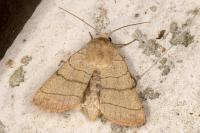 Charanyca trigrammica