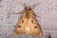 Agrotis exclamationis