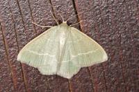 Chlorissa viridata