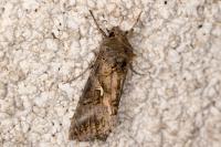 Autographa gamma