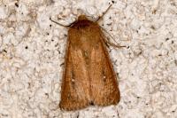 Mythimna albipuncta