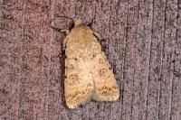 Caradrina clavipalpis