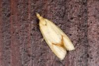Agapeta hamana