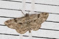 Peribatodes rhomboidaria