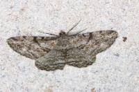 Peribatodes rhomboidaria