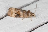 Lobesia botrana