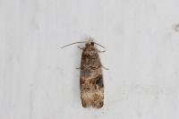 Lobesia botrana