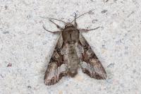 Lacanobia w-latinum