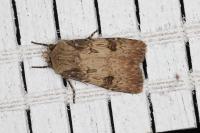 Agrotis puta
