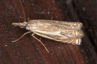 Crambus lathoniellus