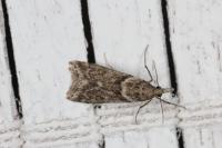 Eudonia angustea
