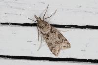 Eudonia angustea