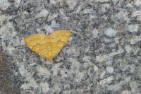 Camptogramma bilineata
