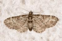 Pasiphila chloerata