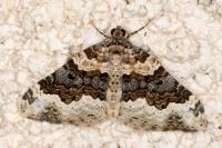 Epirrhoe galiata