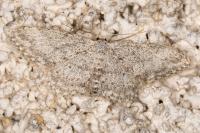 Idaea seriata