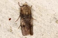 Agrotis puta
