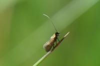 Cauchas fibulella