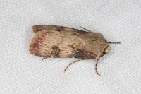 Agrotis puta