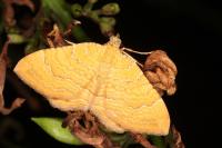 Camptogramma bilineata