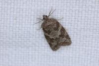 Cnephasia communana